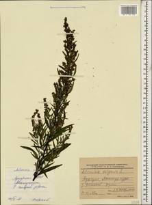 Artemisia vulgaris L., Caucasus, Georgia (K4) (Georgia)