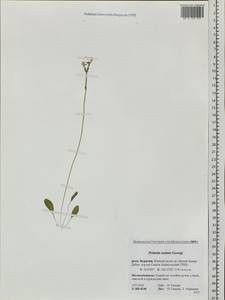 Primula nutans Georgi, Siberia, Baikal & Transbaikal region (S4) (Russia)
