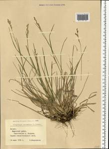Danthonia decumbens (L.) DC., Eastern Europe, Latvia (E2b) (Latvia)