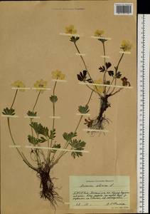 Anemonastrum narcissiflorum subsp. crinitum (Juz.) Raus, Siberia, Yakutia (S5) (Russia)