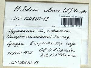 Ptilidium ciliare (L.) Hampe, Bryophytes, Bryophytes - Karelia, Leningrad & Murmansk Oblasts (B4) (Russia)