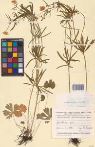Ranunculus auricomus L., Eastern Europe, Central forest-and-steppe region (E6) (Russia)