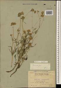 Lomelosia argentea (L.) Greuter & Burdet, Caucasus, Armenia (K5) (Armenia)