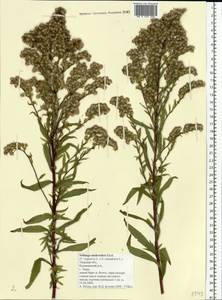 Solidago × niederederi Khek, Eastern Europe, North-Western region (E2) (Russia)