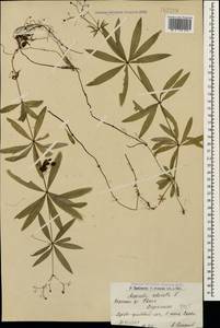 Galium odoratum (L.) Scop., Caucasus, Armenia (K5) (Armenia)
