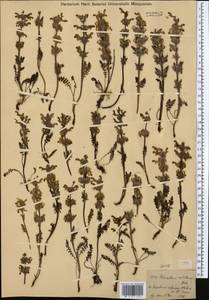 Pedicularis abrotanifolia M. Bieb. ex Steven, Middle Asia, Dzungarian Alatau & Tarbagatai (M5) (Kazakhstan)