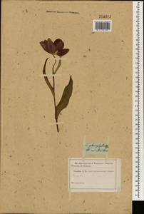 Tulipa borszczowii Regel, South Asia, South Asia (Asia outside ex-Soviet states and Mongolia) (ASIA) (Russia)