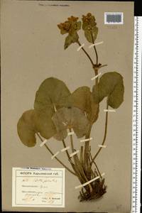 Caltha palustris L., Eastern Europe, North Ukrainian region (E11) (Ukraine)