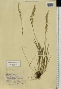 Agrostis stolonifera L., Eastern Europe, North Ukrainian region (E11) (Ukraine)