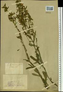Campanula sibirica L., Siberia, Altai & Sayany Mountains (S2) (Russia)