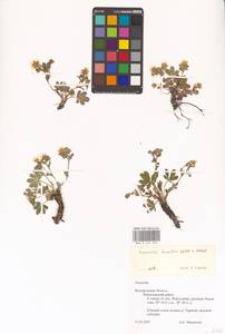 Potentilla humifusa Willd. ex D. F. K. Schltdl., Eastern Europe, Central forest-and-steppe region (E6) (Russia)