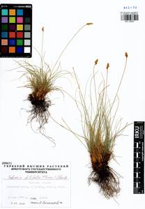 Carex macroprophylla (Y.C.Yang) S.R.Zhang, Siberia, Baikal & Transbaikal region (S4) (Russia)