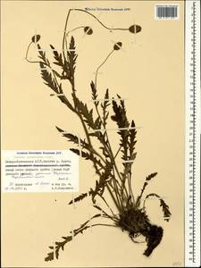 Papaver oreophilum Rupr., Caucasus, North Ossetia, Ingushetia & Chechnya (K1c) (Russia)