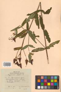 Hypericum ascyron L., Siberia, Russian Far East (S6) (Russia)