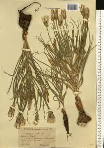 Pseudopodospermum molle (M. Bieb.) Kuth., Eastern Europe, Lower Volga region (E9) (Russia)