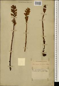 Orobanche alba Steph. ex Willd., Caucasus, Stavropol Krai, Karachay-Cherkessia & Kabardino-Balkaria (K1b) (Russia)