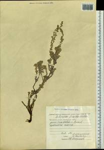 Artemisia frigida Willd., Siberia, Chukotka & Kamchatka (S7) (Russia)