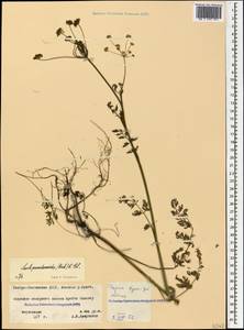 Gasparinia peucedanoides (M. Bieb.) Thell., Caucasus, North Ossetia, Ingushetia & Chechnya (K1c) (Russia)