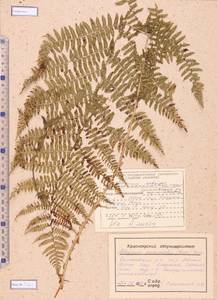 Athyrium monomachii (Kom.) Kom., Siberia, Altai & Sayany Mountains (S2) (Russia)