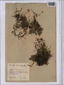 Cassiope lycopodioides (Pall.) D. Don, Siberia, Chukotka & Kamchatka (S7) (Russia)