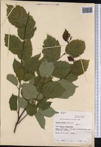 Corylus cornuta Marshall, America (AMER) (Canada)
