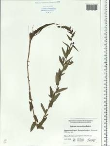 Lythrum intermedium Ledeb. ex Turcz., Siberia, Russian Far East (S6) (Russia)