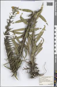 Oenothera × ammophila Focke, Eastern Europe, North-Western region (E2) (Russia)