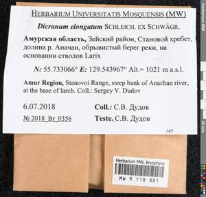 Dicranum elongatum Schleich. ex Schwägr., Bryophytes, Bryophytes - Russian Far East (excl. Chukotka & Kamchatka) (B20) (Russia)