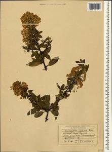 Pyracantha coccinea M. Roem., Crimea (KRYM) (Russia)