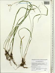 Carex appendiculata (Trautv. & C.A.Mey.) Kük., Siberia, Russian Far East (S6) (Russia)