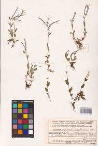 Epilobium anagallidifolium Lam., Eastern Europe, Northern region (E1) (Russia)