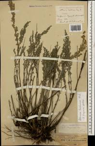Artemisia lercheana Weber ex Stechm., Caucasus, Stavropol Krai, Karachay-Cherkessia & Kabardino-Balkaria (K1b) (Russia)