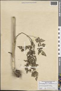 Chaerophyllum bulbosum L., South Asia, South Asia (Asia outside ex-Soviet states and Mongolia) (ASIA) (Turkey)