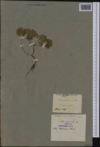 Geranium rotundifolium L., Western Europe (EUR) (France)