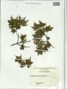 Acer pictum subsp. mono (Maxim.) H. Ohashi, Siberia, Russian Far East (S6) (Russia)