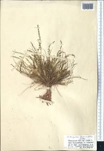 Astragalus olgae Bunge, Middle Asia, Pamir & Pamiro-Alai (M2) (Tajikistan)