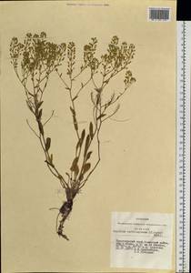 Lepidium cartilagineum (J. Mayer) Thell., Siberia, Altai & Sayany Mountains (S2) (Russia)