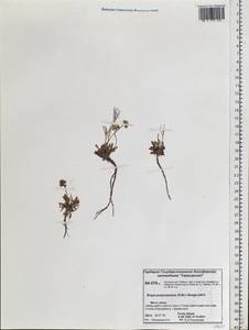 Braya purpurascens (R.Br.) Bunge ex Ledeb., Siberia, Central Siberia (S3) (Russia)