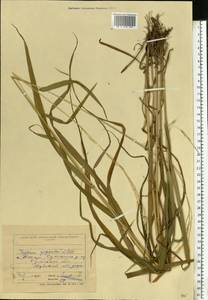 Lolium giganteum (L.) Darbysh., Eastern Europe, North Ukrainian region (E11) (Ukraine)