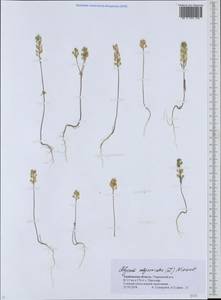 Alyssum alyssoides (L.) L., Eastern Europe, Central forest-and-steppe region (E6) (Russia)