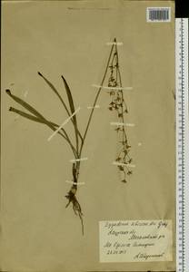 Anticlea sibirica (L.) Kunth, Siberia, Russian Far East (S6) (Russia)