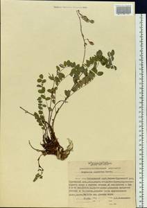 Hedysarum inundatum Turcz., Siberia, Russian Far East (S6) (Russia)