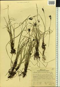 Carex eleusinoides Turcz. ex Kunth, Siberia, Russian Far East (S6) (Russia)