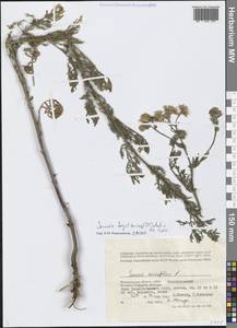 Jacobaea borysthenica (DC.) B.Nord., Eastern Europe, Lower Volga region (E9) (Russia)