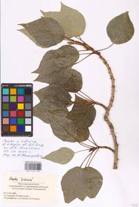 Populus tremuloides Michx., Eastern Europe, Lower Volga region (E9) (Russia)