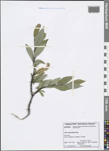 Salix rhamnifolia Pall., Siberia, Central Siberia (S3) (Russia)