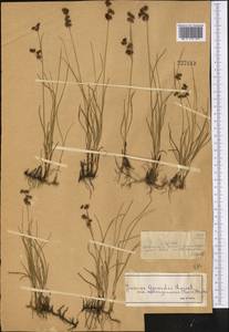 Juncus salsuginosus Turcz. ex E. Mey., Middle Asia, Dzungarian Alatau & Tarbagatai (M5) (Kazakhstan)