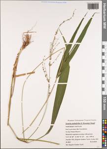 Setaria palmifolia (J.Koenig) Stapf, South Asia, South Asia (Asia outside ex-Soviet states and Mongolia) (ASIA) (Vietnam)