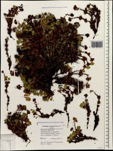 Saxifraga caucasica Somm. & Levier, Caucasus, Stavropol Krai, Karachay-Cherkessia & Kabardino-Balkaria (K1b) (Russia)