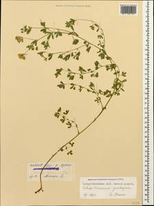 Medicago falcata subsp. falcata, Caucasus, North Ossetia, Ingushetia & Chechnya (K1c) (Russia)
